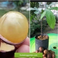 ANAK POKOK BUAH MATOA