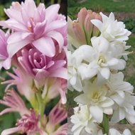 Bulb tuberose bawang bunga harum sundal malam