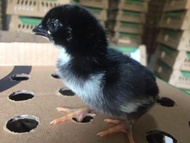 Anak Ayam Kampung Asli Unggulan DOC-Via Gojek/Grab