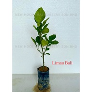 Benih Limau Bali (Pamelo)