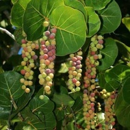 BIBIT TANAMAN BUAH ANGGUR LAUT