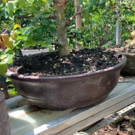 cetakan pot fiber tanaman bonsai bulat, ukuran diameter 50cm tinggi 15
