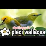 pleci wallacea bahan prospek sepasang dewasa langka mewah