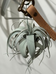 皮革製 霸王空氣鳳梨吊飾_送禮/收藏