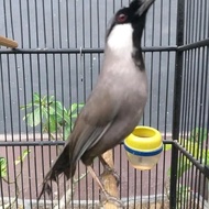Burung Poksay Hongkong Jadi Ready Kak