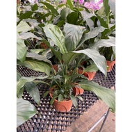 Spathiphyllum Hybrid (peace Lily) real live plant free organic fertiliser 0.5kg free organic premium soil 3kg