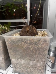 南非龜甲龍  8cm 連盆