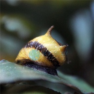 Horn Snail / Bumble bee Nerite Snail