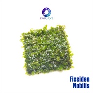 🔥 Fissiden Nobilis Moss 🔥 ( Low Tech Plant / Aquarium / Aquascape / Aquatic Live Plant / Paludarium / Vivarium / Betta Tank / Shrimp Tank )