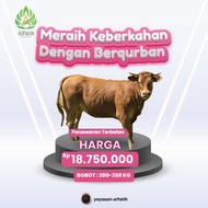 Berkah Sedekah Qurban Hewan Sapi bobot 200 - 250Kg - Yayasan Alfatih
