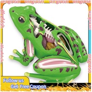 【D&F】4D Frog Anatomy Model Detachable Frog Organs STEM Biology Education Teaching Aid Early Learning