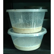Microworm live food for fish fry (ready stock)