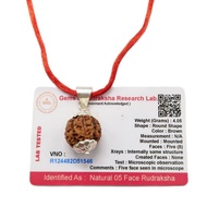 5 Mukhi (5 Face) Lab Certified Original Rudraksha Bead with Red Thread