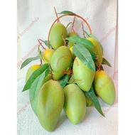 Fake fruit, model fruit, 20 Green Sand Mangoes, genuine decorative fake fruit, fake fruit