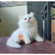 DISKON TERBATAS!!! kucing Persia munchkin bigbone TERLARIS