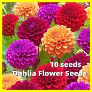 Dahlia Flower Seeds - 10 Seeds Mixed Multi Petals Dahlia Seeds for Planting  Benih Pokok Bunga Easy To Grow In Malaysia Flowering Plants Seeds Dahlia Pinnata Flower Plant Chinese Peony Live Plants for Sale Real Plants Air Plant Garden Decoration Items