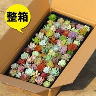 Succulents One Whole Set Package Varieties Combination Potted Plants Succulents Micro Landscape Novi
