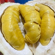 durian duren musang king asli padang - utuh bulat 1,84 kg