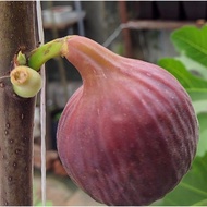 Baja Buah Tin/Fig Fertilizer Fig Tree - Sangat Berkesan