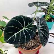 BONGGOL ALOCASIA BLACK VELVET