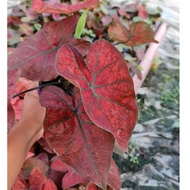 promotion new✖﹊caladium red sun / festivia p150 - gn horticulture