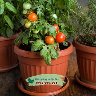 Pot Dwarf Red Cherry Tomato Seeds
