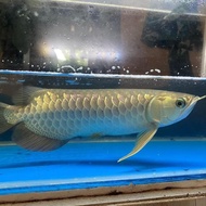 Ikan Arwana golden red bluebase hb