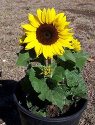 Dwarf sunflowers SEED (Helianthus annuus )