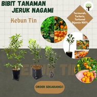 Bibit Tanaman Pohon Jeruk Nagami Hasil Okulasi Jaminan Asli