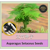 【Ready Stock/现货】Asparagus Setaceus Seeds 文竹种子