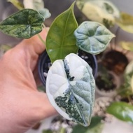 alocasia dragon scale variegata - 01 - end