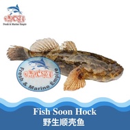 Fish Soon Hock (Marble Goby) / 顺壳鱼 / Ikan Ketutu