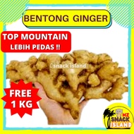 [+/- 1 KG] Organic Fresh Bentong Ginger Halia Bentong Sayur Segar Vegetable Seed Confinement Tea Pow