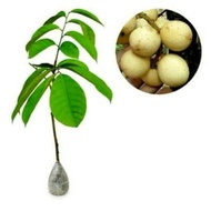 Pakej 10 Anak Pokok Langsat Duku