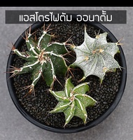 [ถูกที่สุด]แอสโตรไฟตั้ม ออนาตั้ม Astrophytum Ornatum , cactus ,succulent กระบองเพชร ไม้อวบน้ำ