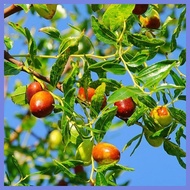 ◫ ஐ ◱ jujube chinese dates mansanitas fruit tree seeds