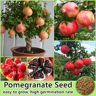 จุดประเทศไทย 50เมล็ด/ห่อ ทับทิมแดง เมล็ดพันธุ์ Pomegranate Plants Seed (Fruit Seeds for planting) เมล็ดพันธุ์ผลไม้ ต้นพันธุ์ผลไม้ ต้นไม้จริง ต้นบอนไซ เมล็ดบอนสี พันธุ์ไม้ผล ต้นบอนสี ต้นไม้กินผล ต้นผลไม้ บอนไซ ต้นไม้มงคล ต้นไม้แคระ ปลูกง่ายปลูกได้ทั่วไทย