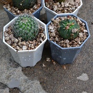 10pcs Plastic Nursery Pots Square Plant Flower Pot Home Garden Tools Gardening for Herb Succulents
