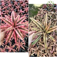 ⬳Berjaya Plant Nursery - Pokok Nanas/Cryptanthus(Bromeliad Plant/Pokok Hiasan Dalam Rumah/Real Live Indoor Plant)