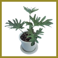 ∆ ❀ ✿ Philodendron Selloum (Sahod Yaman) Live Plant (1 Pc), Plus FREE Philodendron Micans