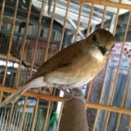 burung srdc ori bali gacor
