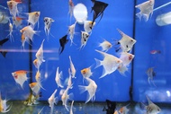 ( LIFE ) ANGEL FISH ASSORTED COLOUR 5 PCS