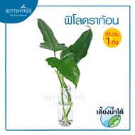 ฟิโลดรอนดราก้อน (จำนวน 1 กิ่ง)  PHILODENDRON GOLDEN DRAGON ความยาวกิ่งประมาณ 20 cm ฟิโล ไม้ฟอกอากาศ 