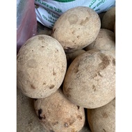 🔥Buah Bambangan dari SBH🔥