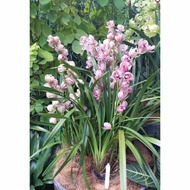Bunga Cymbidium pink muda hibird