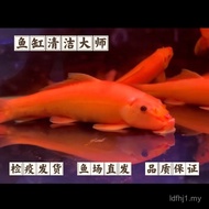 Ikan Tikus Emas Saiz Besar Ikan Pembiakan Tikus Emas Alat Pembersih Tangki Ikan Hiasan Penyingkiran 