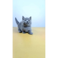 KUCING Bsh munchkin betina blue solid kitten