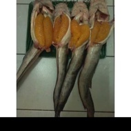 Ikan Sembilang telor segar