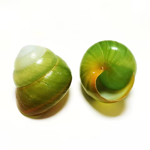 2PCS Jade Green Snail Asperitas Bimaensis Shell Specimen Rare Mystery Snail Fish Tank Accessory, Bea