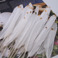 Influencer Feather Feather Painting Feather Feather Wall Decoration Feather Jewelry Accessories DIY 